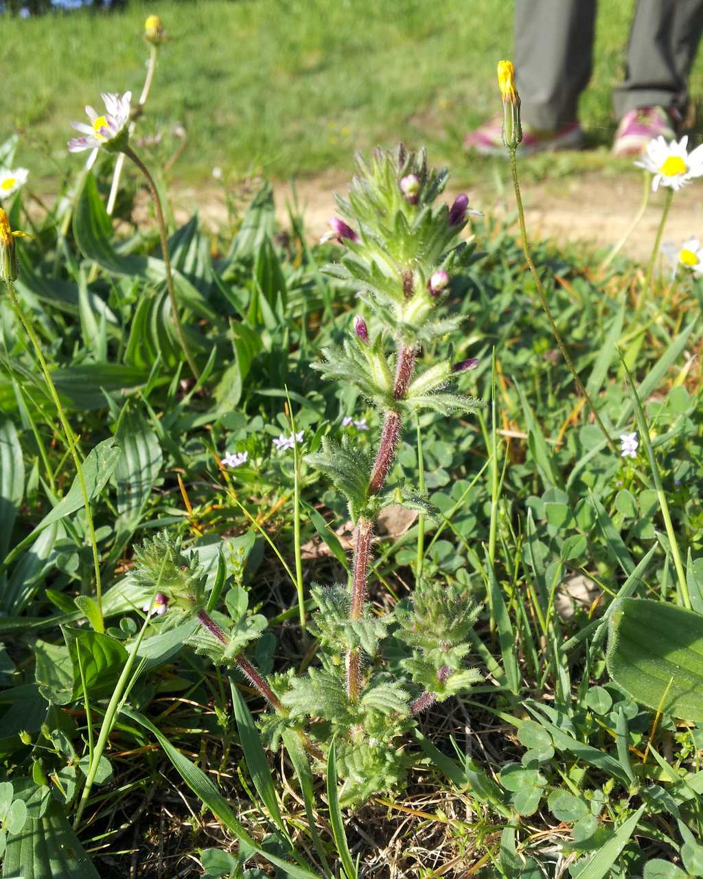 Parentucellia latifolia